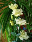 Prairie Gentian, Lisianthus, Texas Bluebell Photo and characteristics