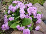 Garden Flowers Primrose (Primula) Photo; lilac