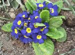 Garden Flowers Primrose (Primula) Photo; blue