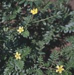 Puncturevine, Boğadikeni, Keçi Kafası, Bullhead, Malta Haç