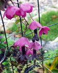 Garden Flowers Purple Bell Vine (Rhodochiton) Photo; pink