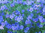 Gartenblumen Natternkopf, Heil Jane, Pattersons Fluch, Riverina Bell Lila Viper (Echium lycopsis, Echium plantagineum) Foto; hellblau