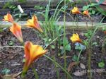 Garden Flowers Rain Lily (Habranthus) Photo; orange