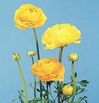 Ranunculus, Persian Buttercup,Turban Buttercup, Persian Crowfoot