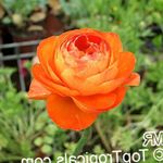 Záhradné kvety Ranunculus, Perzština Iskerník, Turban Iskerník, Perzština Crowfoot (Ranunculus asiaticus) fotografie; oranžový