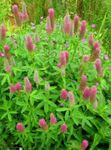 Garden Flowers Red Feathered Clover, Ornamental Clover, Red Trefoil (Trifolium rubens) Photo; pink