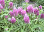 Garden Flowers Red Feathered Clover, Ornamental Clover, Red Trefoil (Trifolium rubens) Photo; lilac