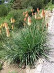 Red Hot Poker, Svetilko Lilija, Tritoma