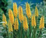 Tuin Bloemen Roodgloeiend Pook, Zaklamp Lelie, Tritoma (Kniphofia) foto; geel