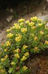 园林花卉 红景天，roseroot，景天，利迪的Roseroot，红景天 (Rhodiola) 照; 黄