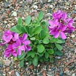 Garden Flowers Rock cress (Arabis) Photo; pink