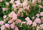 Garden Flowers Rock rose (Helianthemum) Photo; pink