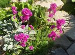 Garden Flowers Rose of Heaven (Viscaria, Silene coeli-rosa) Photo; pink