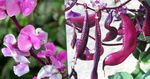 Garden Flowers Ruby Glow Hyacinth Bean (Dolichos lablab, Lablab purpureus) Photo; pink