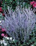 Russian Sage