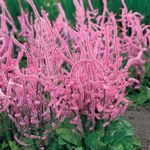 Garden Flowers Russian Statice, Pink Pokers, Suworow Statice (Psylliostachys suworowii) Photo; pink