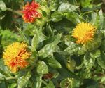 Safflower, Falsk Safran, American Safran, Dyer Safran