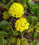 Sand Verbena Photo and characteristics