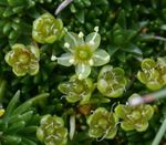 Garden Flowers Sandwort (Minuartia) Photo; green