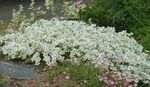 Garden Flowers Sandwort (Minuartia) Photo; white
