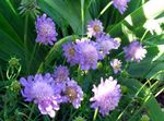 Scabiosa, Pincushion Flower  Photo; lilac