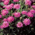 Scabiosa, Pincushion Flower  Photo; pink