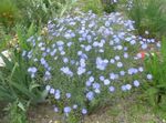 Scarlet Flax, Red Flax, Flowering Flax (Linum grandiflorum) Photo; light blue