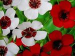 Scarlet Flax, Red Flax, Flowering Flax (Linum grandiflorum) Photo; white