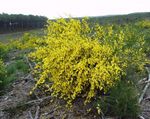 Trädgårdsblommor Scotch Kvast, Broomtops, Vanlig Kvast, Europé Kvast, Irländare Kvast (Sarothamnus scoparius) Fil; gul