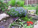 Garden Flowers Scrambling Gromwell (Lithospermum) Photo; light blue