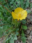 Sjø Poppy, Horned Poppy Bilde og kjennetegn