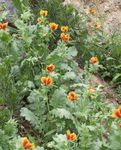 Sea Poppy, Horned Poppy