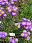 Garden Flowers Seaside Daisy, Beach Aster, Flebane (Erigeron glaucus) Photo; purple
