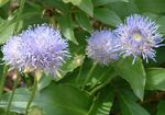 Garden Flowers Sheep's bit Scabious, Creeping Winter Savory (Jasione) Photo; light blue