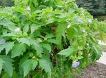 Hage blomster Shoofly Plante, Eple Av Peru (Nicandra physaloides) Bilde; lyse blå