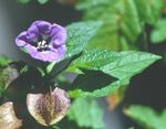 Garden Flowers Shoofly Plant, Apple of Peru (Nicandra physaloides) Photo; purple