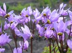 Garden Flowers Shooting star, American Cowslip, Indian Chief, Rooster Heads, Pink Flamingo Plant (Dodecatheon) Photo; lilac