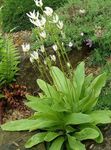 Garden Flowers Shooting star, American Cowslip, Indian Chief, Rooster Heads, Pink Flamingo Plant (Dodecatheon) Photo; white