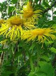 Garden Flowers Showy Elecampagne, Elecampane Magnificent (Inula magnifica) Photo; yellow