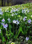 Sibírsky Squill, Scilla fotografie a vlastnosti