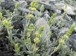 Garden Flowers Sideritis  taurica  Photo; yellow