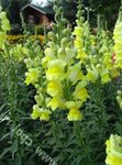 Градински цветове Snapdragon, Муцуната Невестулка (Antirrhinum) снимка; жълт