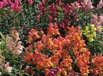 Trädgårdsblommor Lejongap, Vessla Nos (Antirrhinum) Fil; apelsin