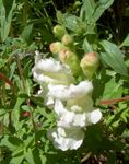 Garden Flowers Snapdragon, Weasel's Snout (Antirrhinum) Photo; white