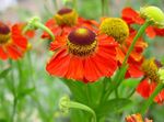 Sneezeweed, Helen's Flower, Dogtooth Daisy (Helenium autumnale) Photo; red