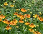 Sneezeweed, Helen's Flower, Dogtooth Daisy (Helenium autumnale) Photo; orange