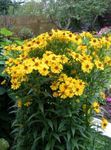 Sneezeweed, La Fleur De Hélène, Dogtooth Daisy (Helenium autumnale) Photo; jaune