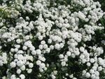 Sneezewort, Sneezeweed, Brideflower (Achillea ptarmica) Photo; white