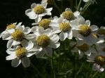 Sneezewort, Sneezeweed, Brideflower (Achillea ptarmica) Photo; white