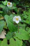 Snow Poppy, Chinese Bloodroot